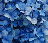 Shinya Hiiragi, yukoku no moriarty, booktwt & QSMP.